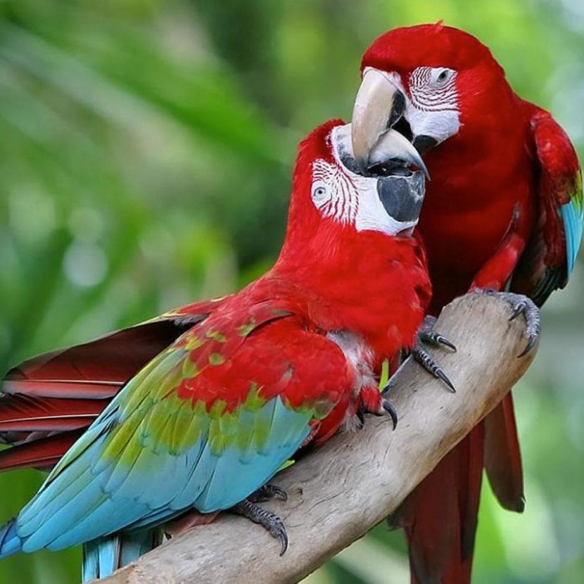 Red-and-green Macaw Great Green Scarlet Bird Blue-and-yellow - Beak - Parrot Transparent PNG