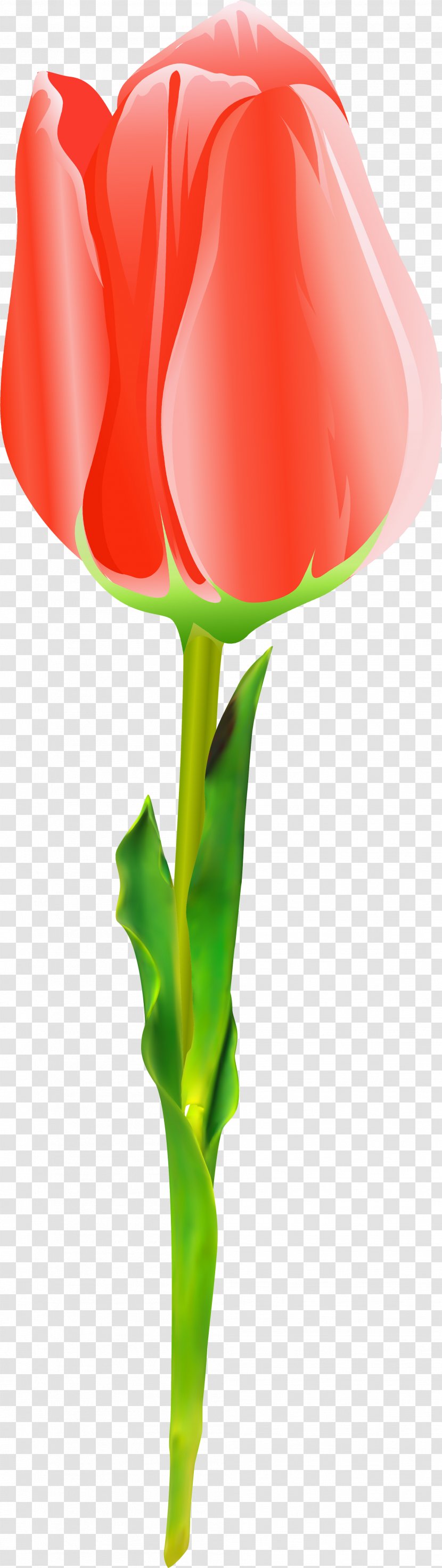 Tulip Rosaceae Plant Stem Rose Petal - Family - Purple Tulips Transparent PNG