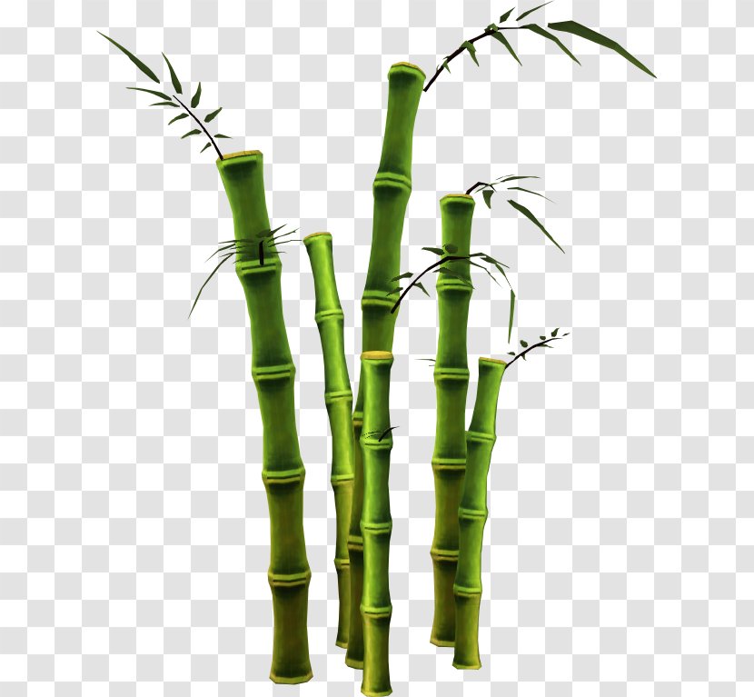 Bamboo GIMP - Grass - Money Tree Transparent PNG