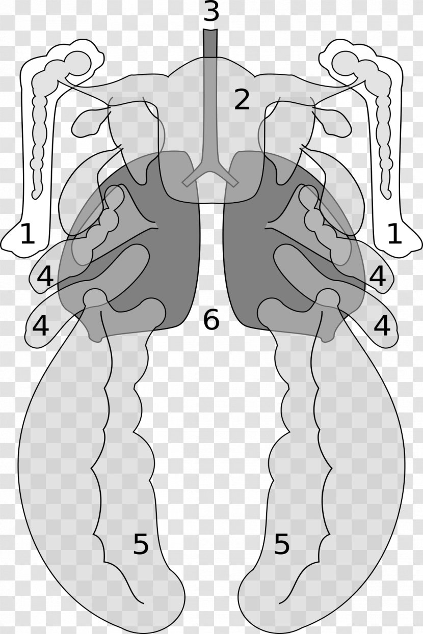 Bird Anatomy Vertebrate Luftsack Lung - Tree Transparent PNG