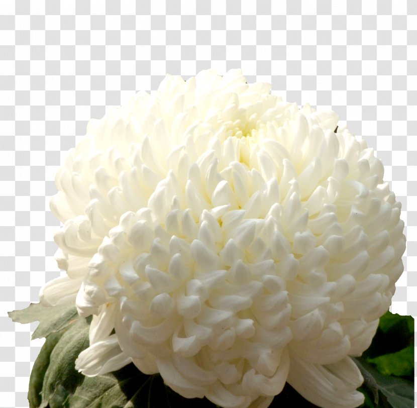 Chrysanthemum Xd7grandiflorum Google Images Designer Cut Flowers - Flowering Plant - White Material Transparent PNG