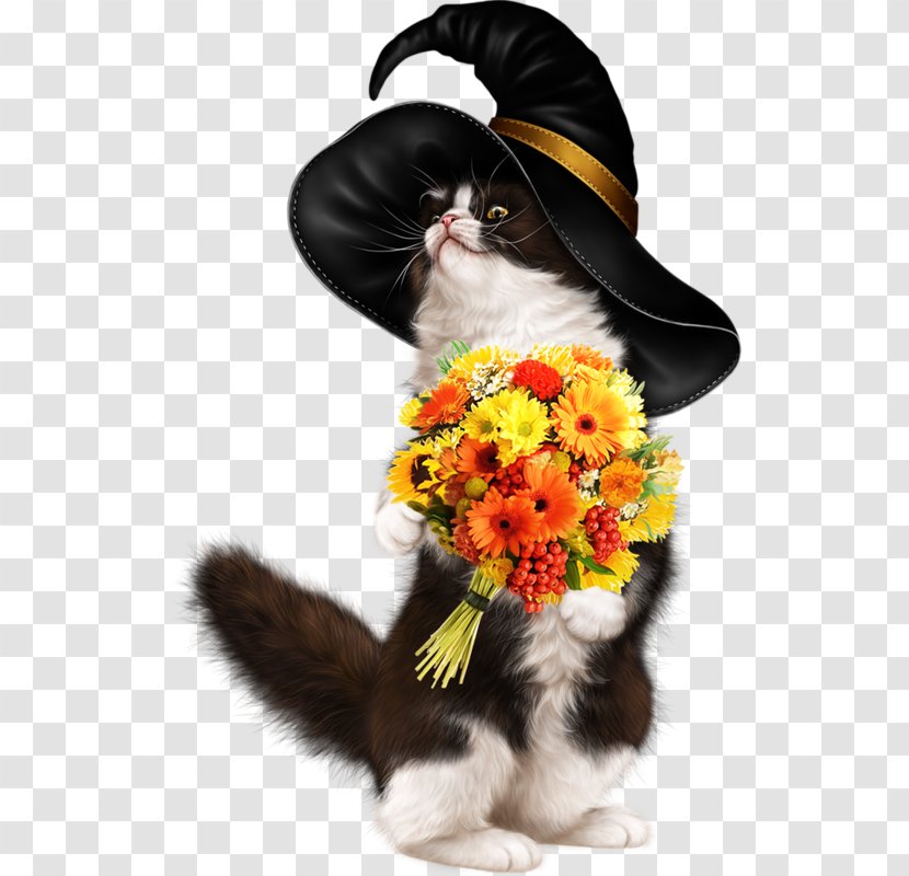 Kitten Maine Coon Tiger Black Cat Witch - Animal Mall Transparent PNG