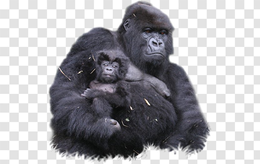 Bwindi Impenetrable National Park Mount Sabyinyo Volcanoes Gorilla Chimpanzee - Snout - Clipart Transparent PNG