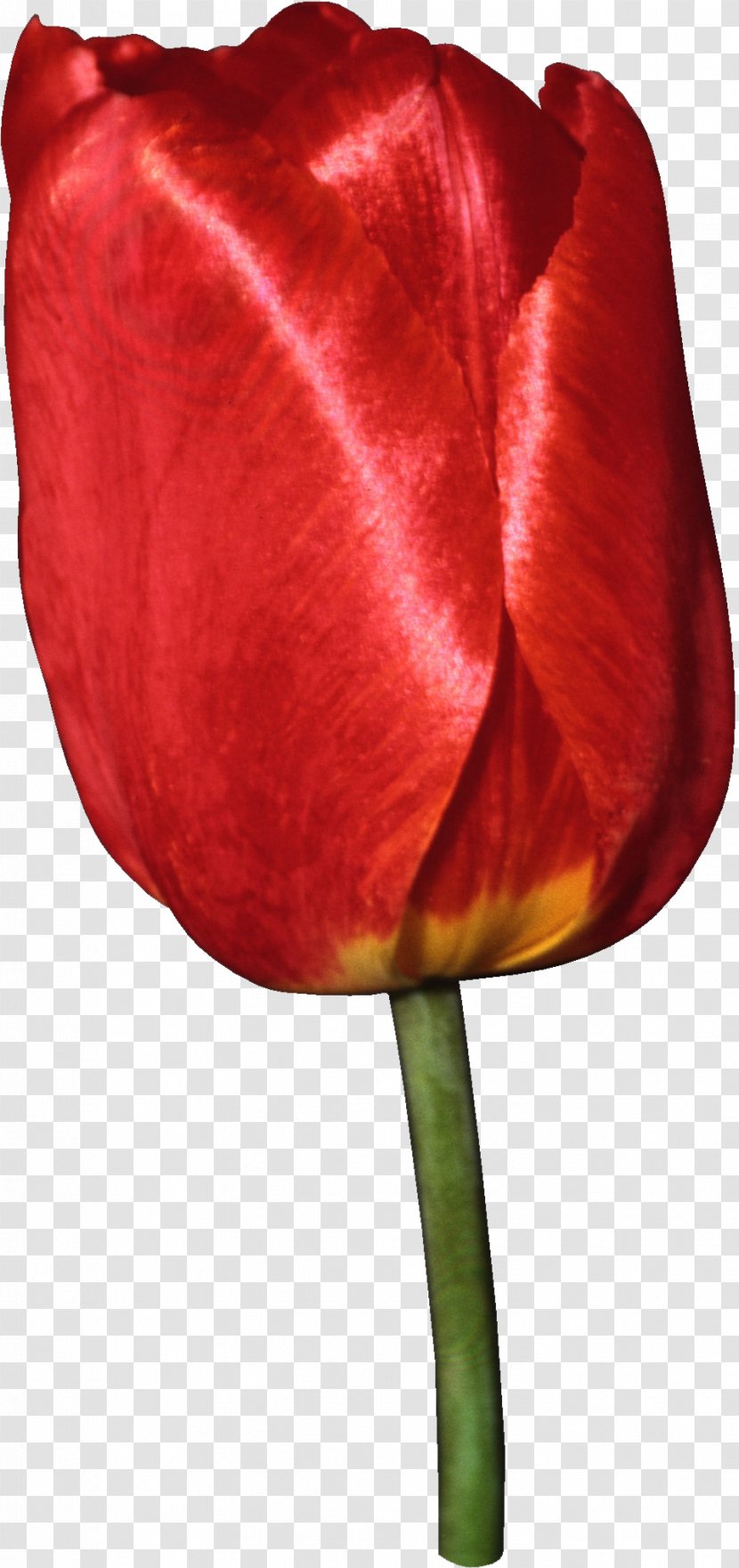 Tulip Flower Liliaceae Plant Stem Clip Art - Cognac Transparent PNG