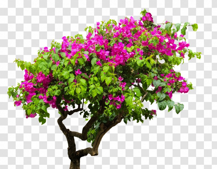 Bougainvillea Image Stock.xchng Vector Graphics - Flowering Plant - Glabra Transparent PNG