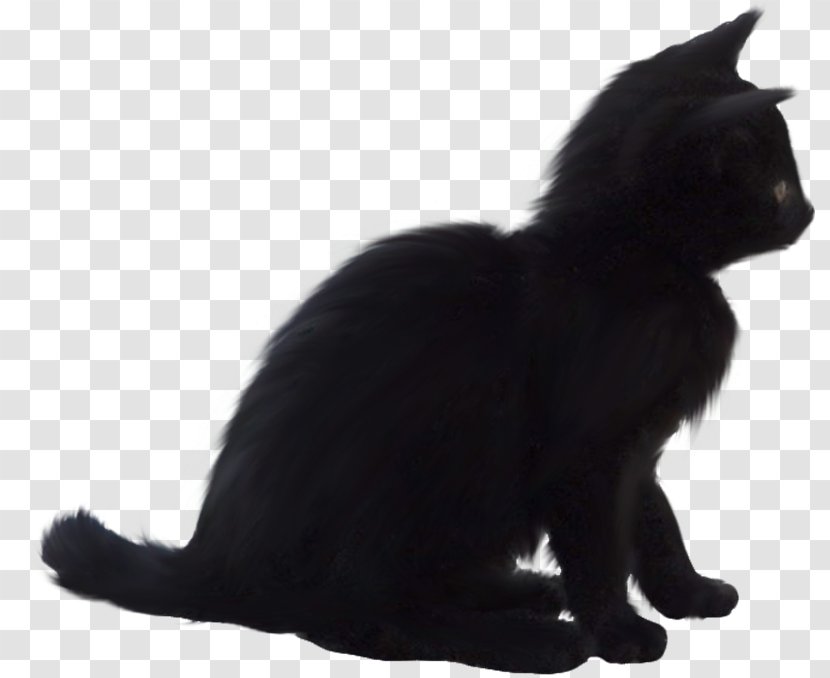 Black Cat Bombay Kitten Domestic Short-haired Whiskers - Shorthaired Transparent PNG