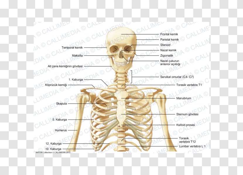 Skeleton Bone Human Anatomy Neck - Heart Transparent PNG