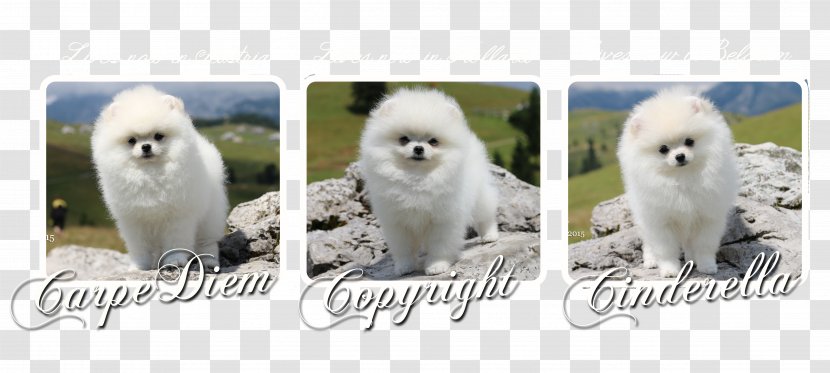 Pomeranian Samoyed Dog Breed Companion Non-sporting Group - Boo Transparent PNG