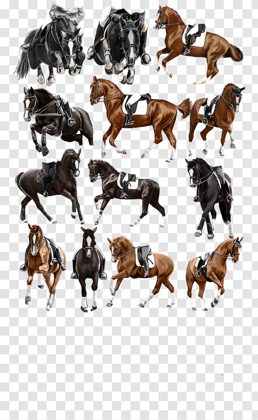 Mustang Stallion Horse Tack Freikörperkultur Pack Animal - Like Mammal Transparent PNG