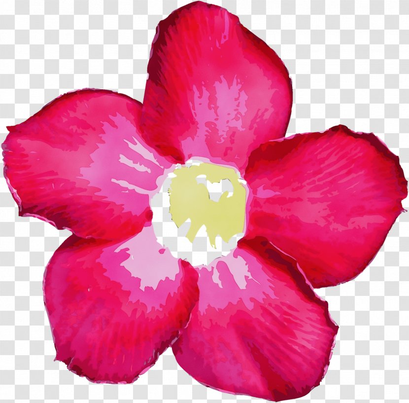 Petal Flower Pink Plant Flowering - Wet Ink - Perennial Impatiens Transparent PNG