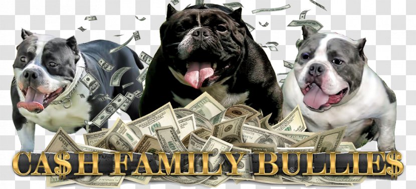 Olde English Bulldogge Dorset Tyme American Pit Bull Terrier Dog Breed - Finance - Bully Transparent PNG