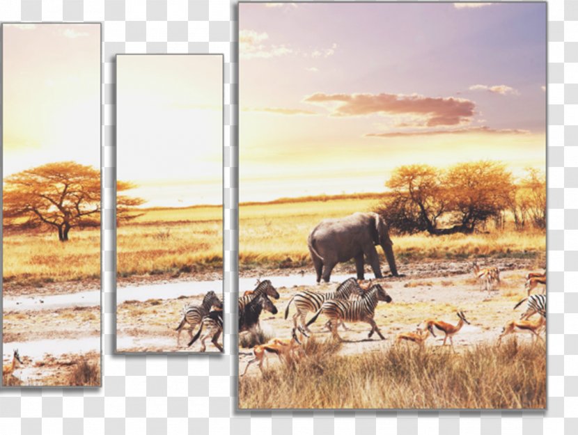 Savanna Desktop Wallpaper African Bush Elephant Lion Elephantidae - Plain Transparent PNG
