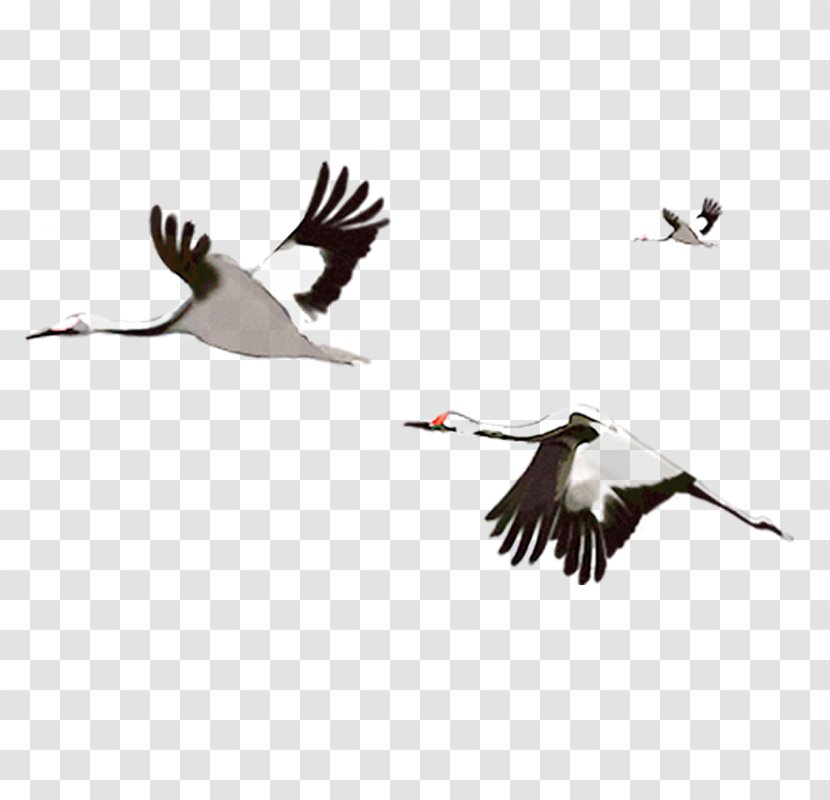 Crane Flight Water Bird - Ducks Geese And Swans - Fly Transparent PNG