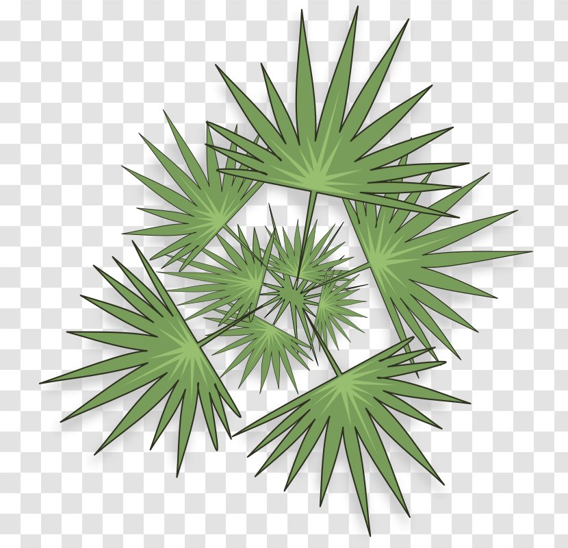 Tree Arecaceae Clip Art - Palm - Top Transparent PNG