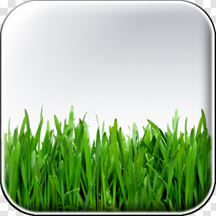 Artificial Turf Lawn House Mower Fence Transparent PNG