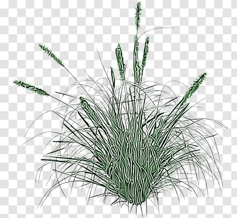 Grass Plant Elymus Repens Flowering Family - Chrysopogon Zizanioides Sweet Transparent PNG
