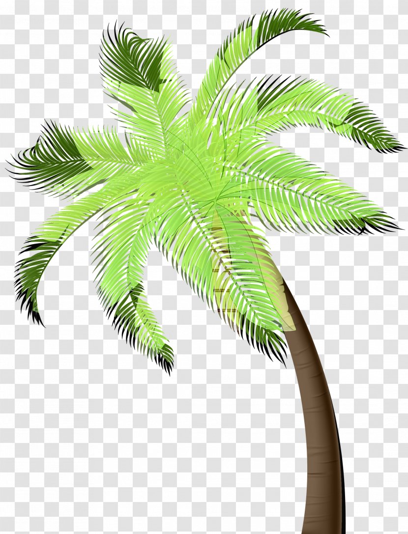 Asian Palmyra Palm Trees Flowerpot Coconut Date - Tree - Houseplant Transparent PNG