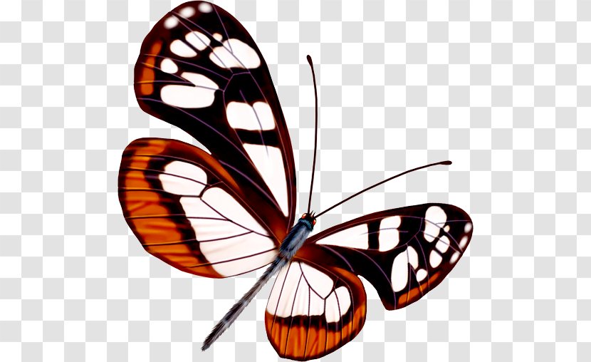 Butterfly Greta Oto - Information Transparent PNG