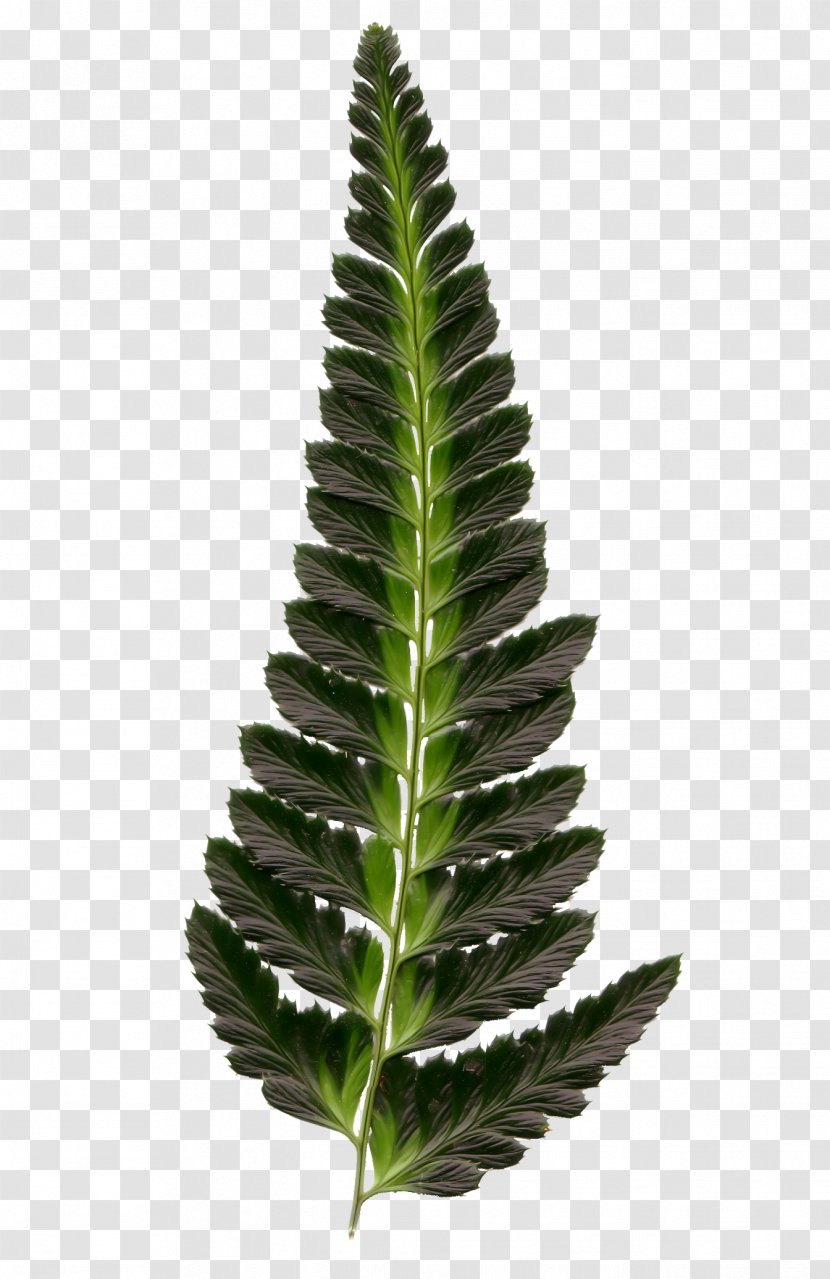 Leaf Burknar Plant - Fairy Tale Leaves Transparent PNG