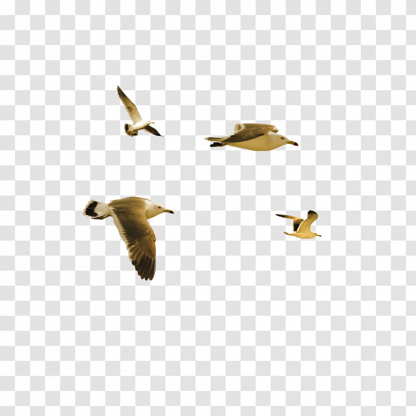 Bird Duck - Water - Flying Transparent PNG