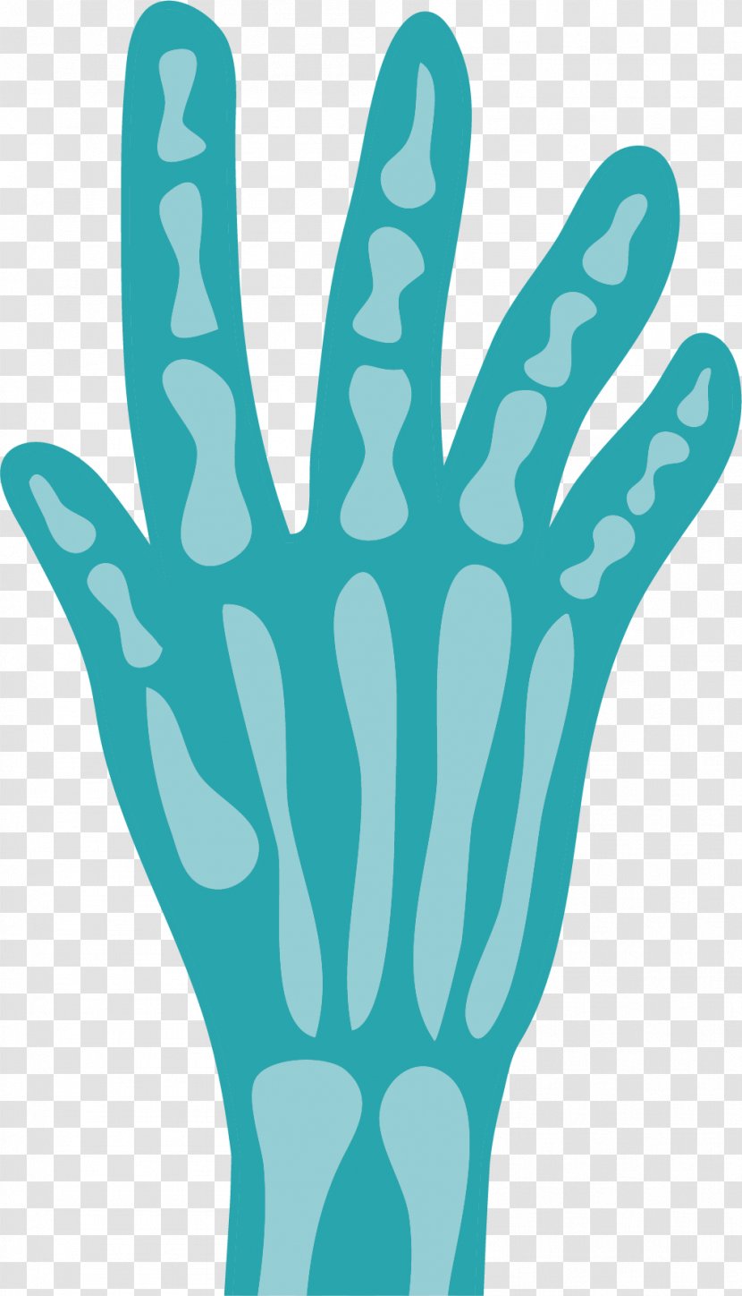 Bone Finger Skeleton - Human Body - Palm Transparent PNG