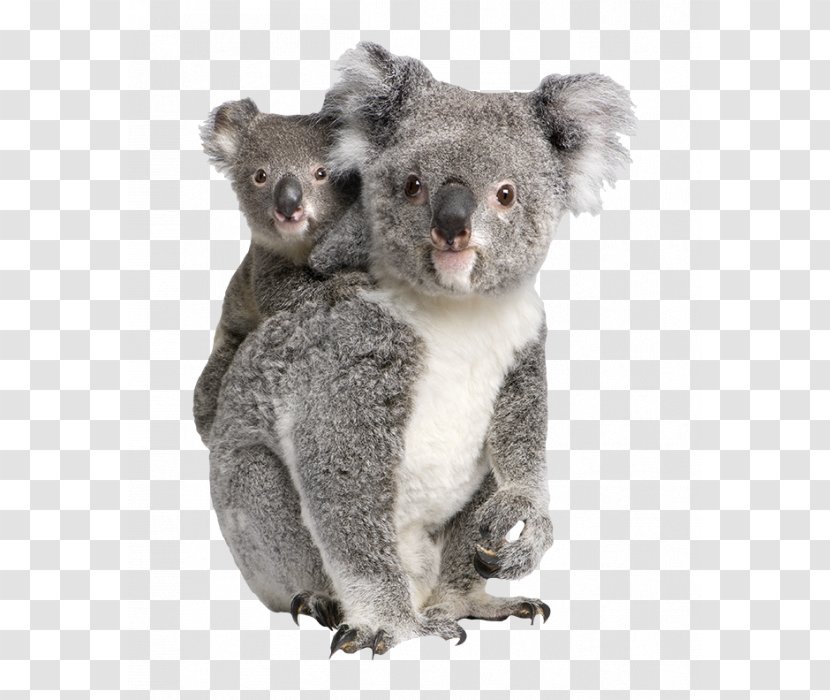 Baby Koala Billabong Zoo Bear Clip Art - Terrestrial Animal Transparent PNG