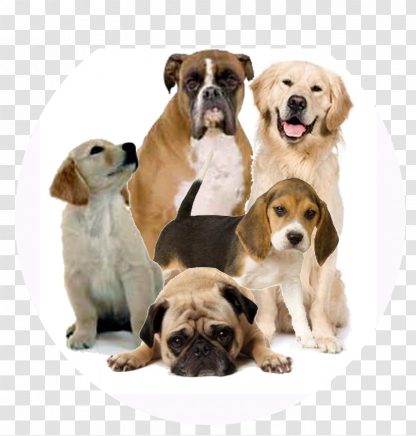 What Dog? Pet Veterinarian Dog Food - Dogs Transparent PNG