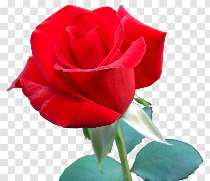 Garden Roses Floribunda Flower Centifolia - Red Transparent PNG