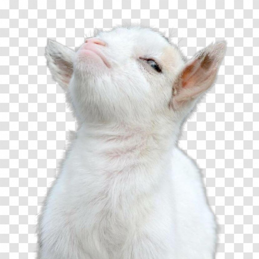 Cat Goat Animal Transparent PNG