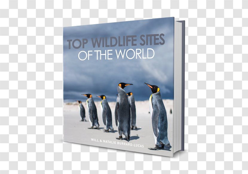 Top Wildlife Sites Of The World Photography Leopard - Penguin - Will Burrardlucas Transparent PNG