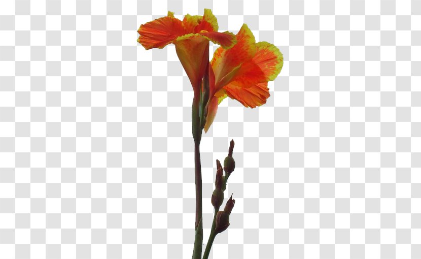Canna Indica Flower Hemp - Painting - Cannabis Pictures Transparent PNG