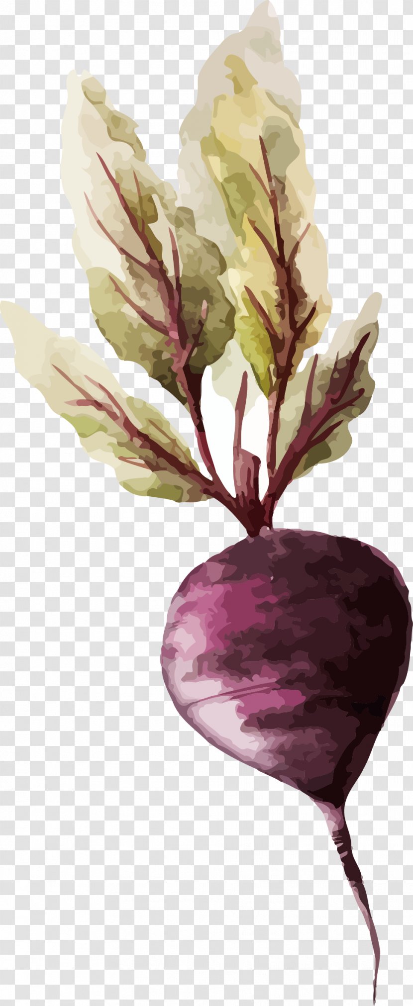Watercolor Painting Vegetable Drawing Illustration - Root Vegetables - Carrot Transparent PNG