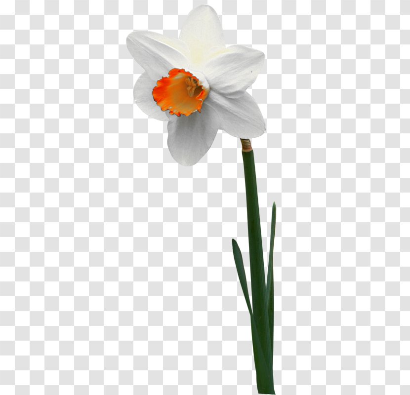 Narcissus Jonquilla Flower Jonquille Tulip - Autumn Transparent PNG