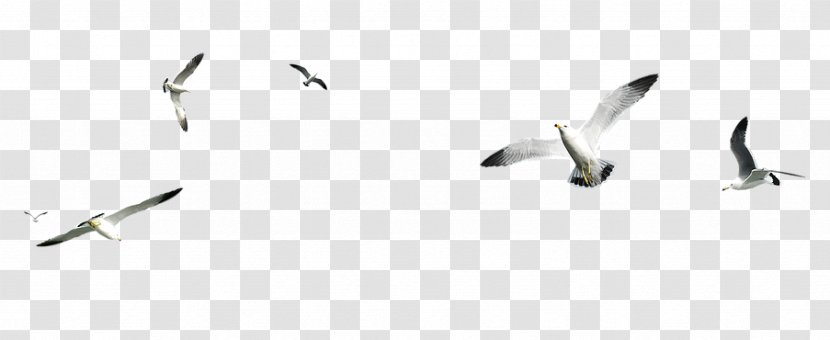 Bird PhotoScape PicsArt Photo Studio - Flock Transparent PNG