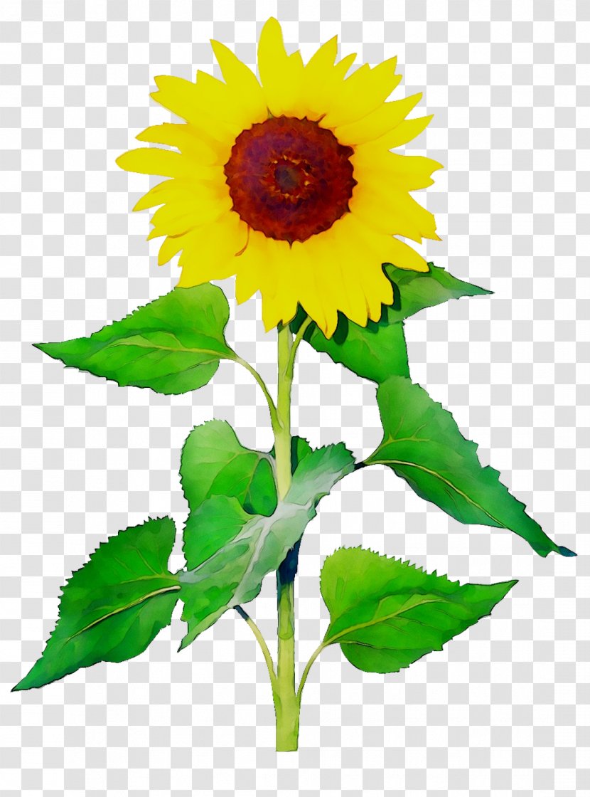 Common Sunflower Seed Plant Stem Plants - Botany Transparent PNG