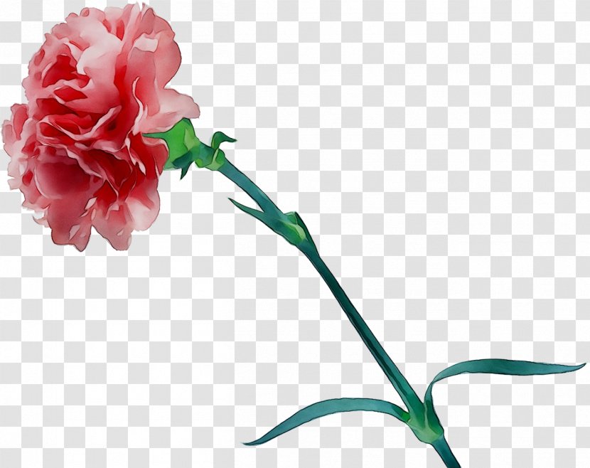 Carnation Garden Roses Cut Flowers Floral Design - Rose - Cabbage Transparent PNG