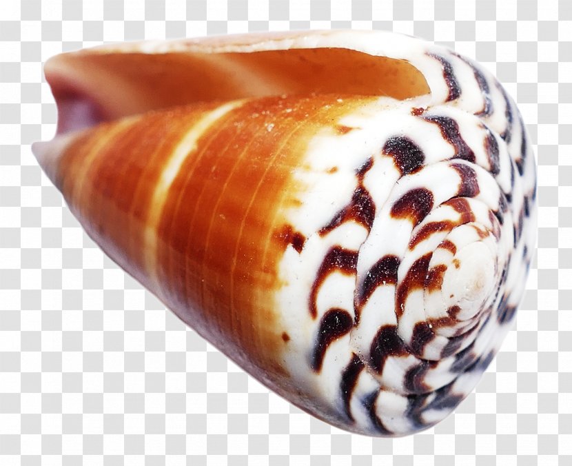 Icon - Conch - Ocean Shell Transparent PNG