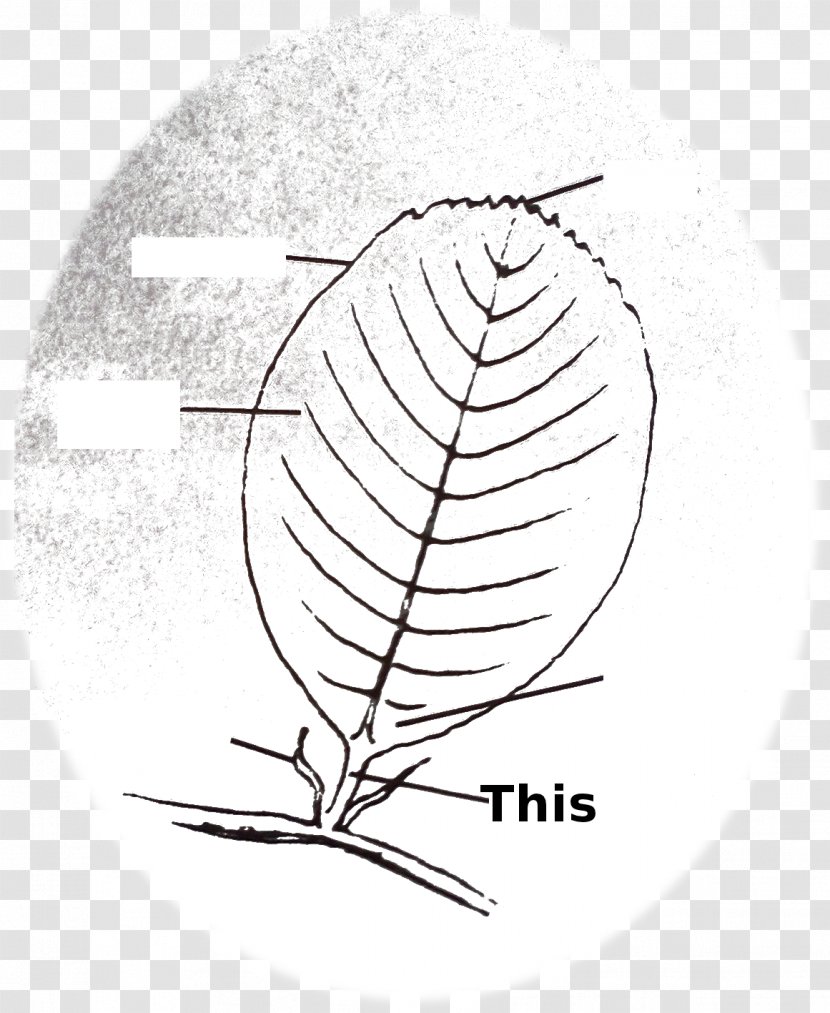 Leaf Limbe Plant Stem Anthurium Andraeanum - Drawing - Petiole Transparent PNG