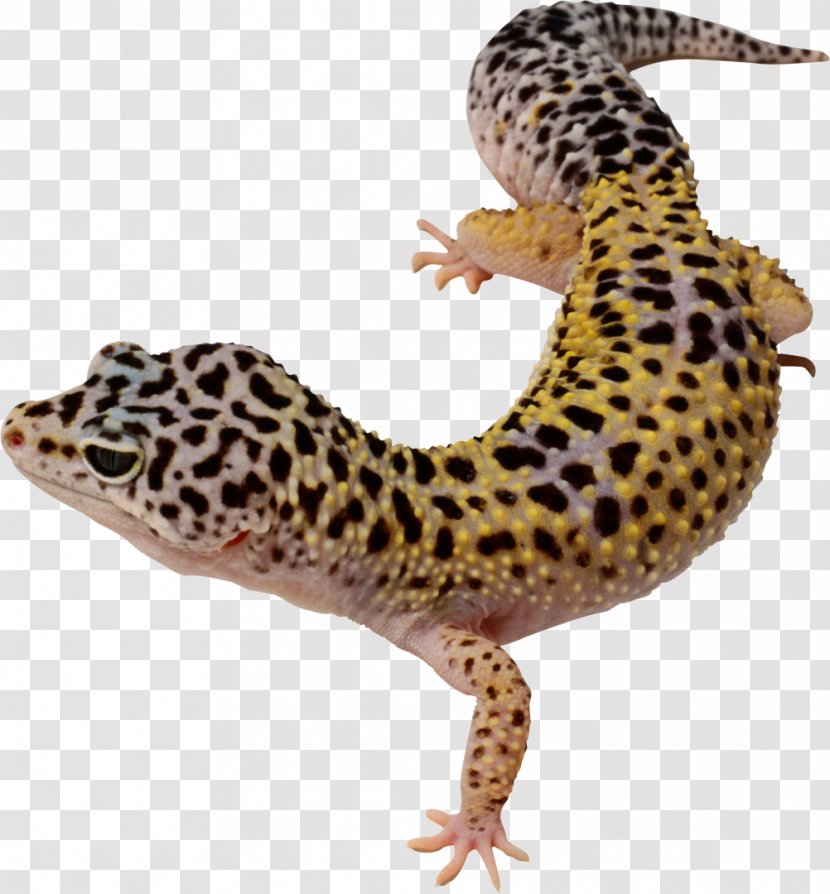 Common Leopard Gecko Long-nosed Lizard Reptile - Coloring Book Transparent PNG