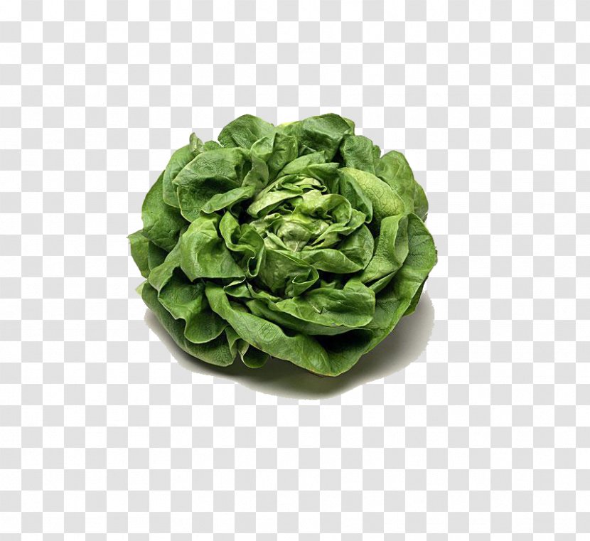 Kale - Leaf - Cabbage Transparent PNG