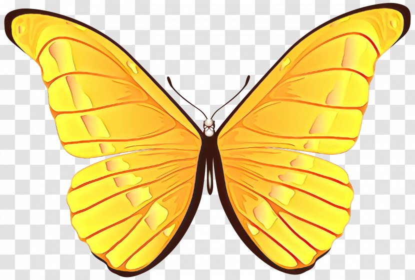 Orange - Cartoon - Pollinator Symmetry Transparent PNG