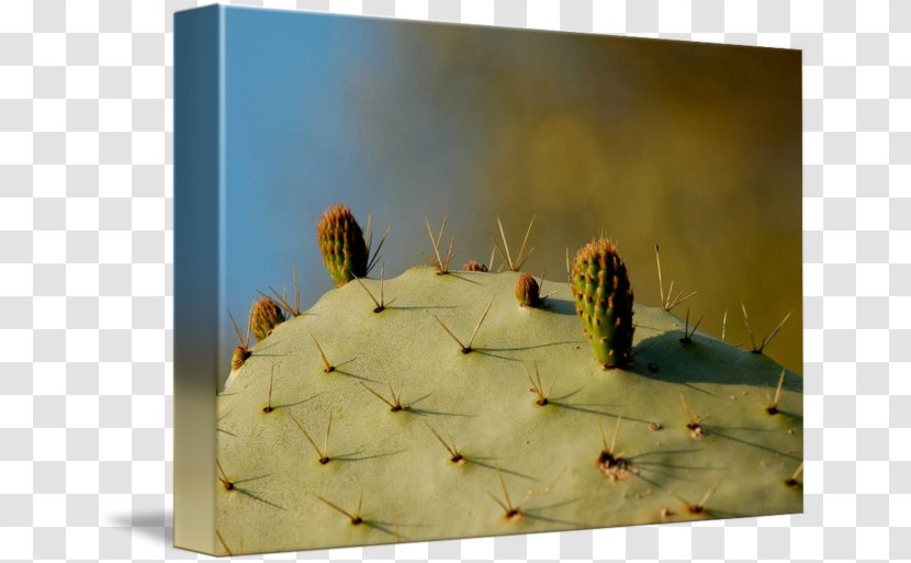 Insect Citroën Cactus M Pollinator - Membrane Winged Transparent PNG