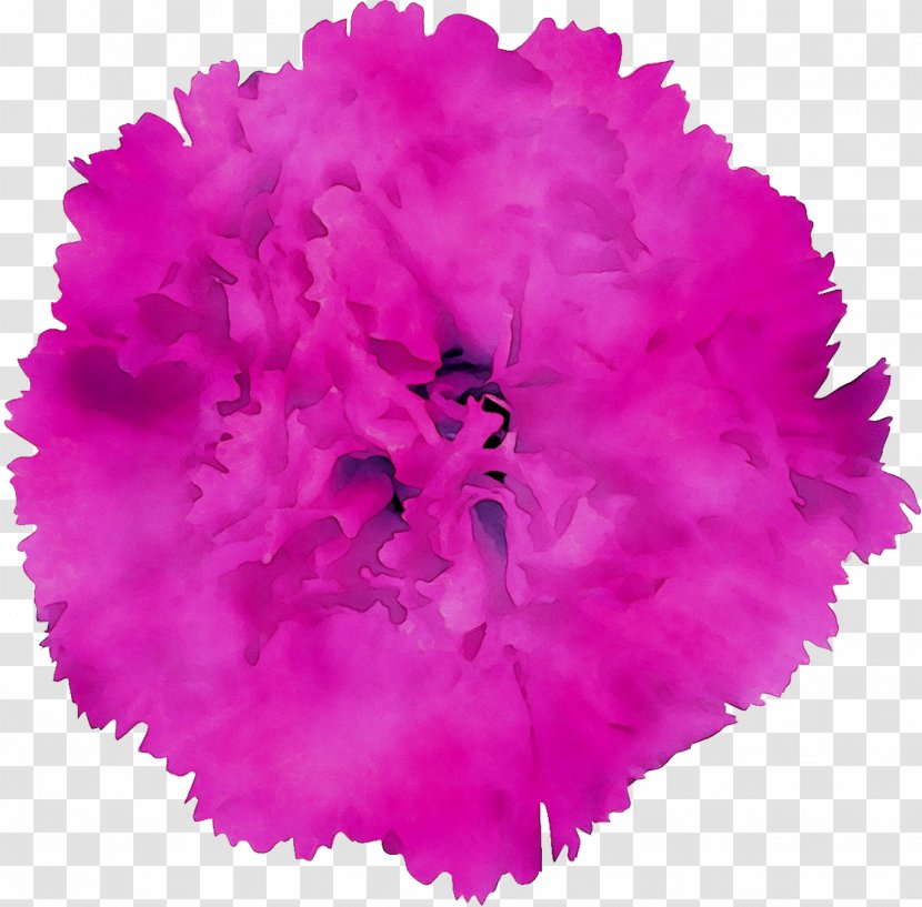 Carnation Cut Flowers Pink M RTV - Flower Transparent PNG