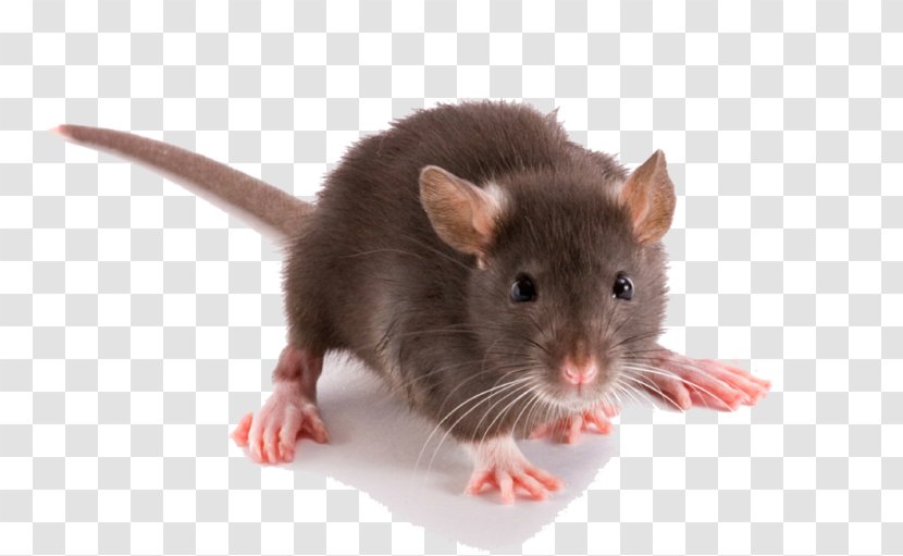 Brown Rat Rodent Pest Control Black Trap - Muridae Transparent PNG