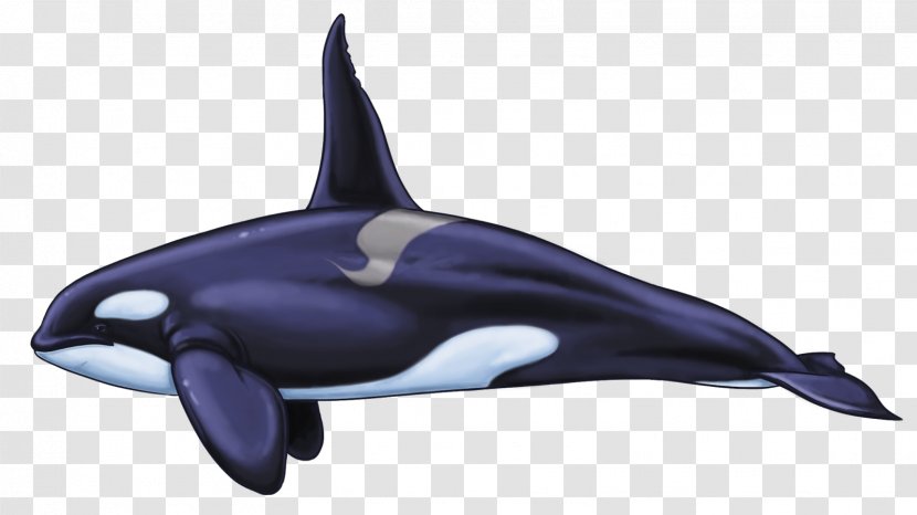 Common Bottlenose Dolphin Rough-toothed Tucuxi White-beaked Wholphin - Rough Toothed - Killer Whale Transparent PNG