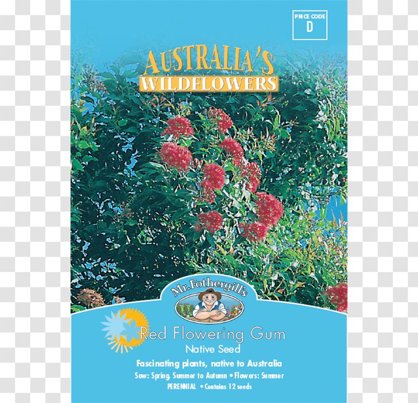 Seed Tree Corymbia Ficifolia Plant Flower - Poster Transparent PNG