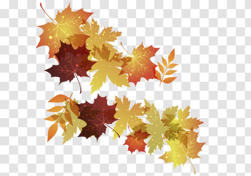 Maple Leaf Autumn Leaves - Plane Tree Family Transparent PNG
