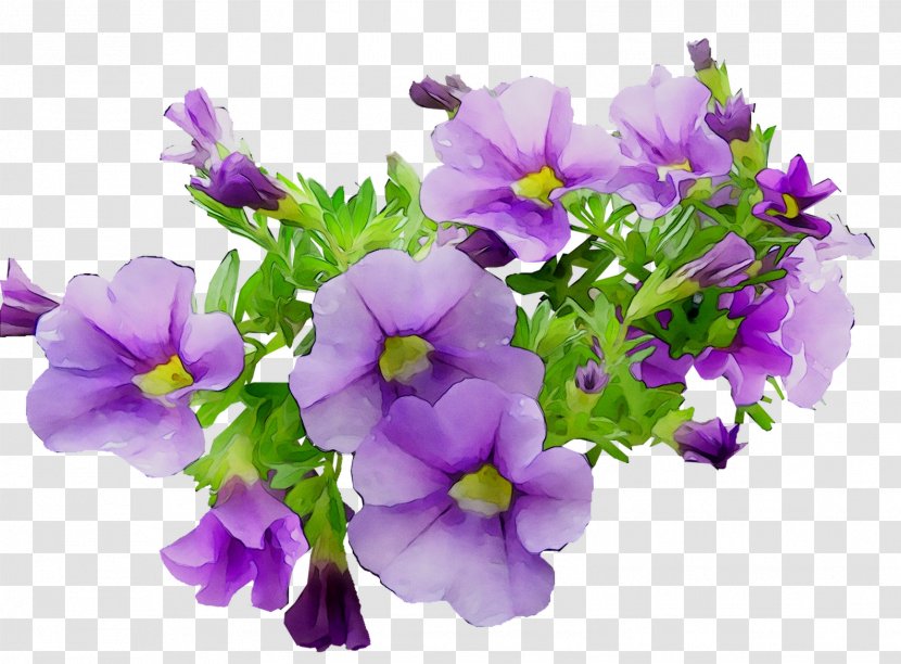 Annual Plant Primrose Plants - Flowering - Bellflower Family Transparent PNG