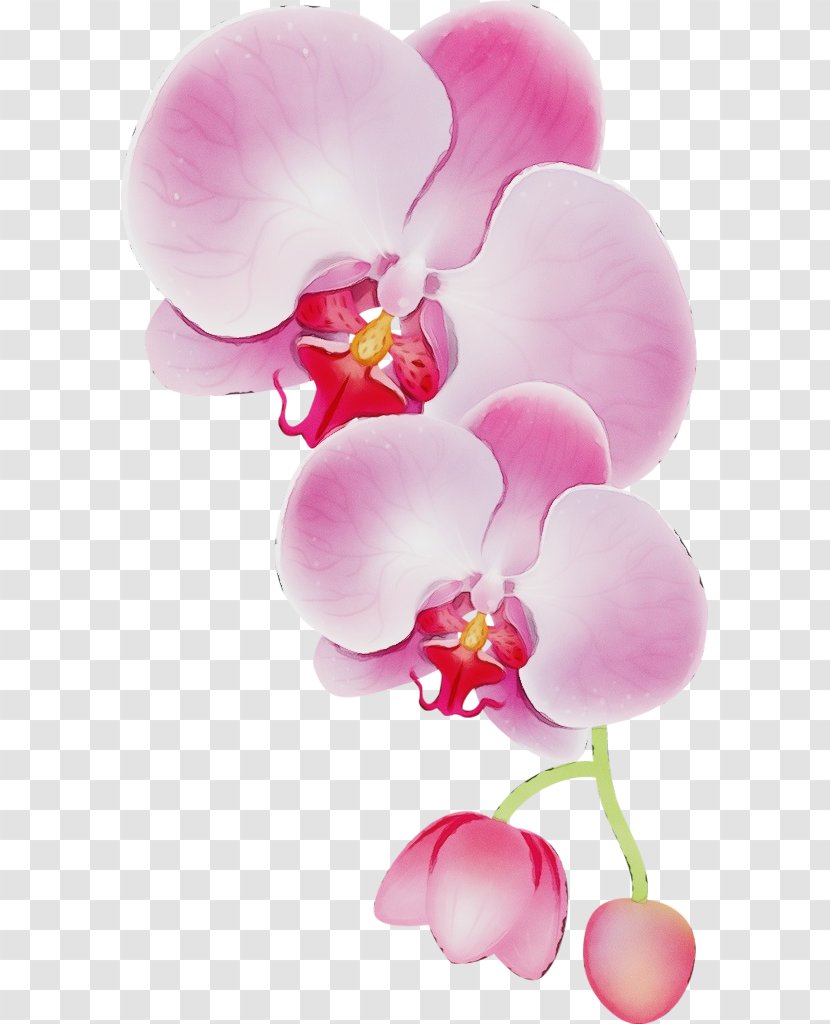 Pink Flower Cartoon - Moth Orchid - Perennial Plant Blossom Transparent PNG