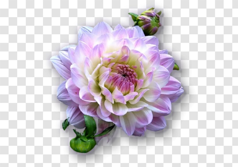 Dahlia Animaatio Cut Flowers - Violet - Flower Transparent PNG